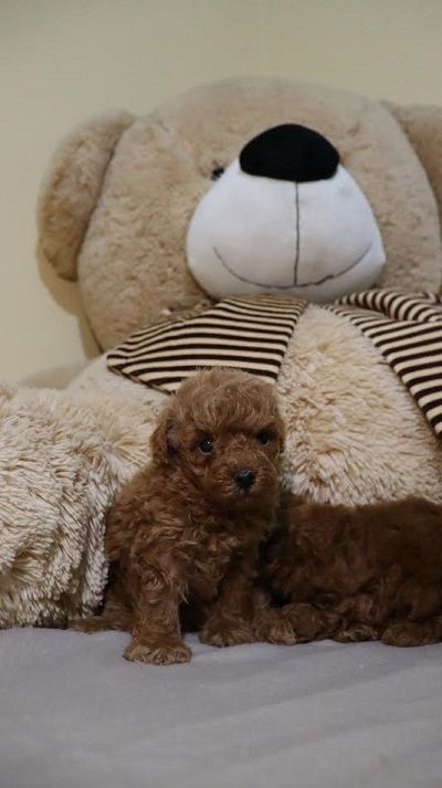 Mini Poodle 